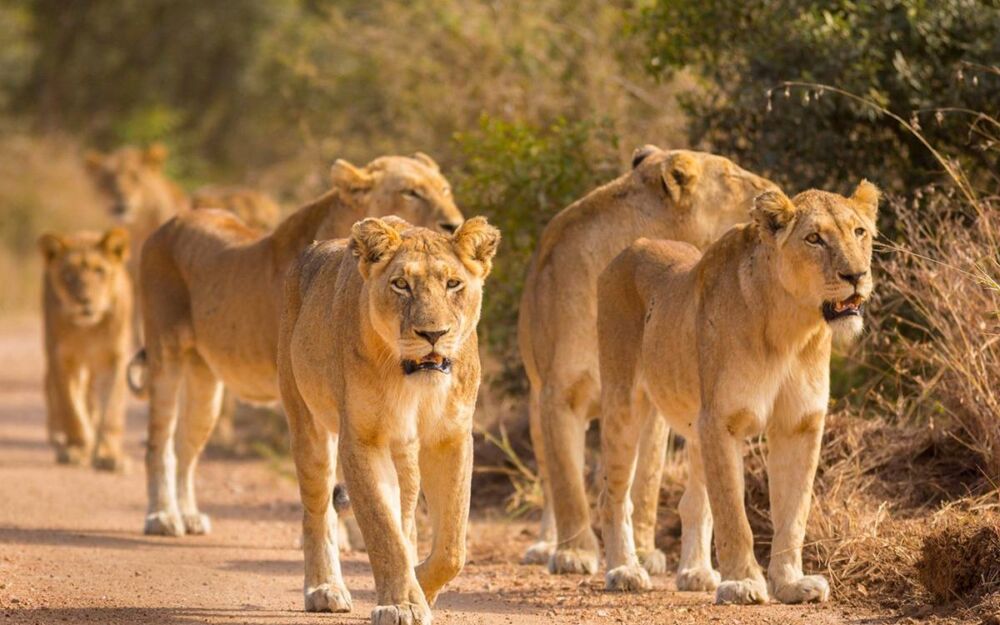 非洲草原上的狮子，比老虎凶猛得多，主因是压力比较大