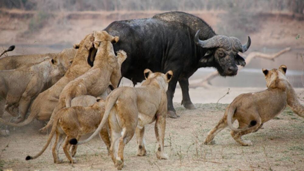 非洲草原上的狮子，比老虎凶猛得多，主因是压力比较大