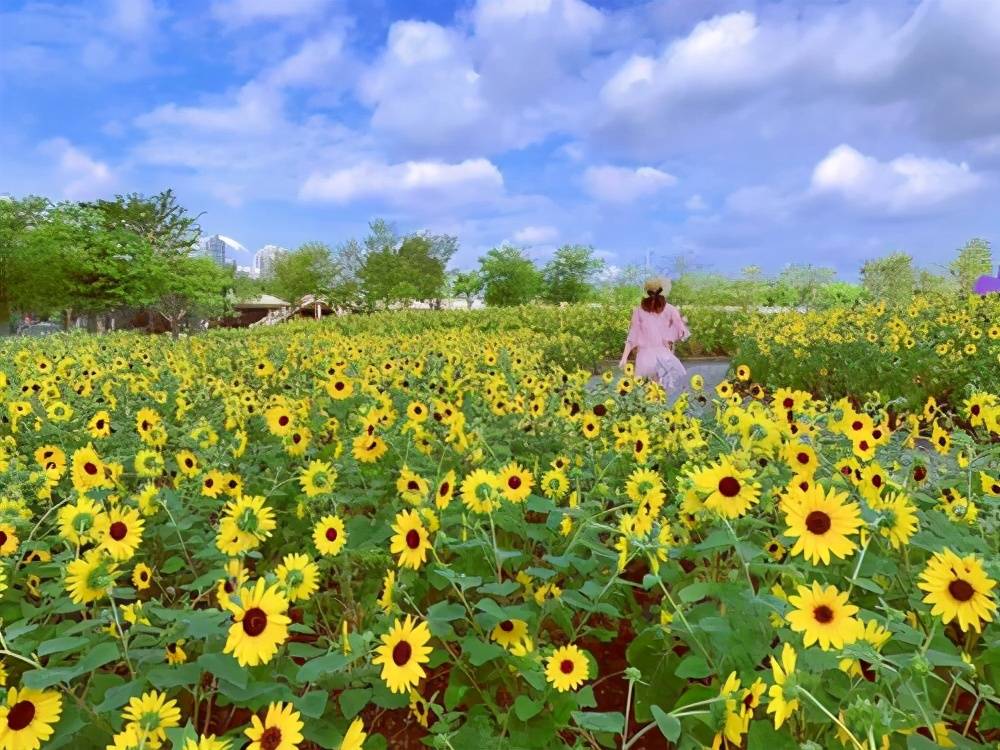 广州的“莫奈花园”二沙岛，来感受花城的魅力