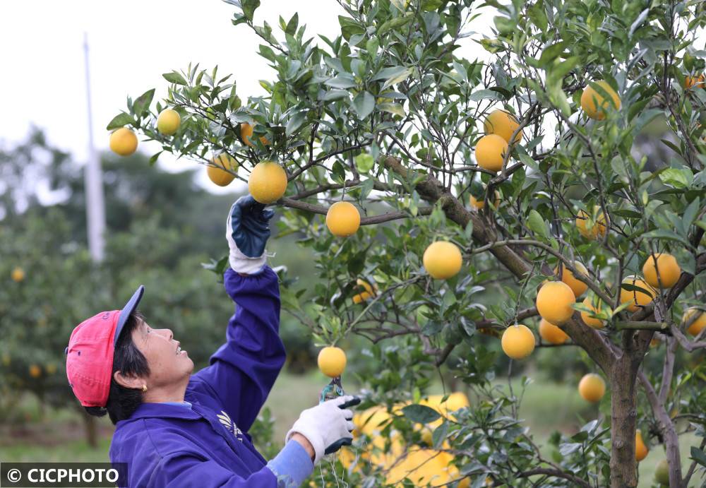 湖南道县：小脐橙成振兴大产业