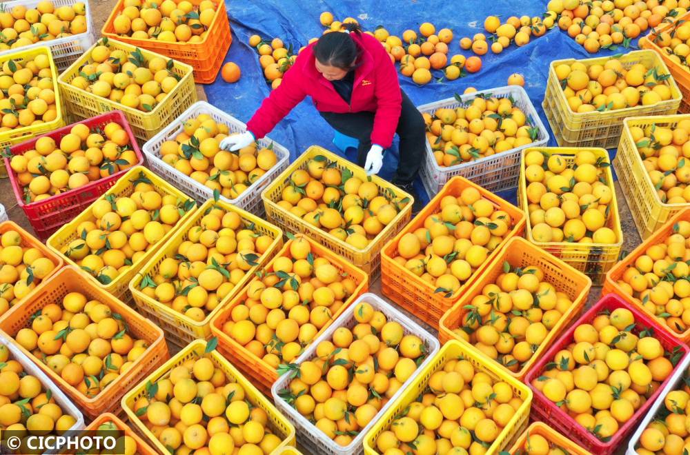 湖南道县：小脐橙成振兴大产业