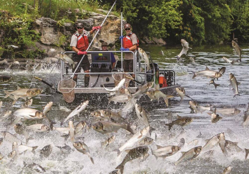亚洲黑鱼入侵美国，泛滥程度堪比亚洲鲤，这么多鱼该如何处理？