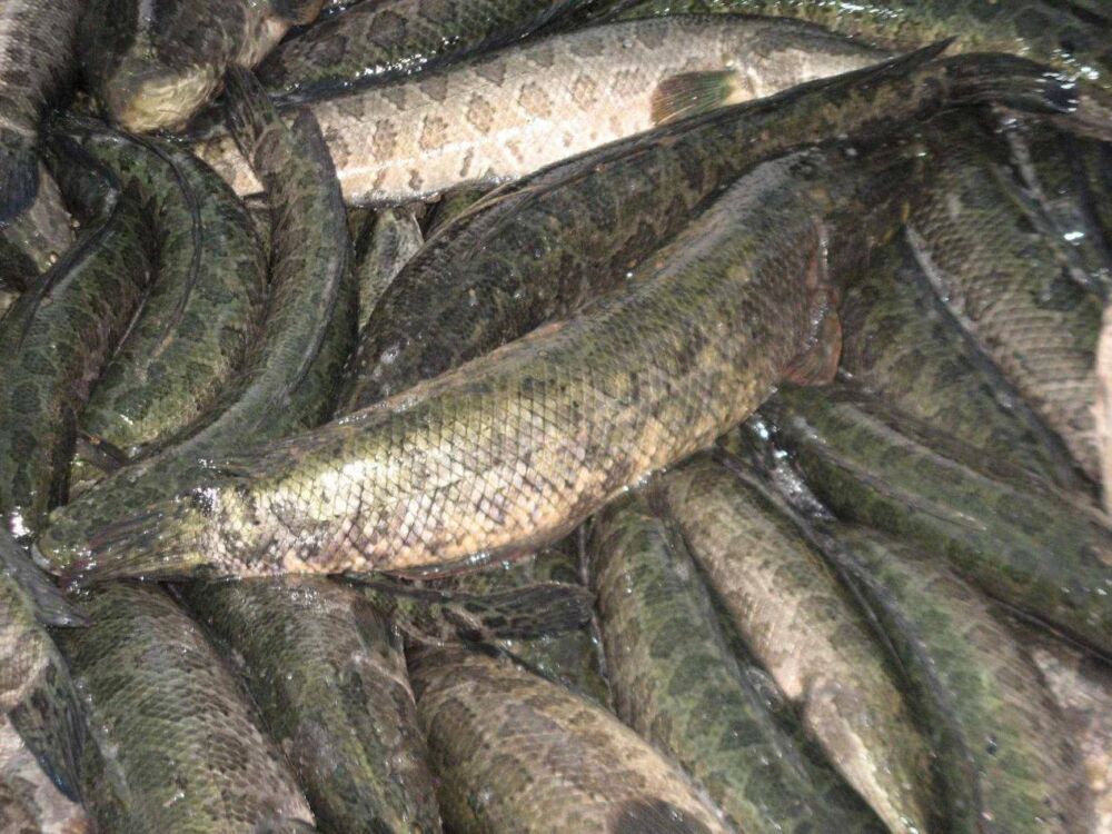 亚洲黑鱼入侵美国，泛滥程度堪比亚洲鲤，这么多鱼该如何处理？