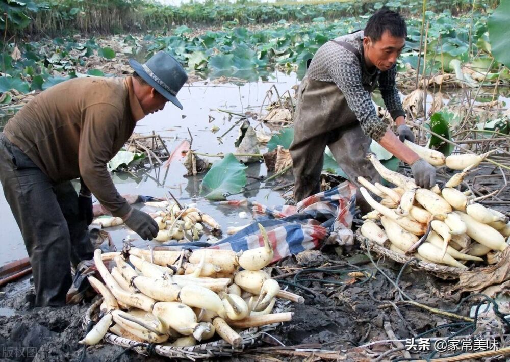 全国哪的莲藕最好吃？经过评比，这4个地方比较出名，有你家乡吗