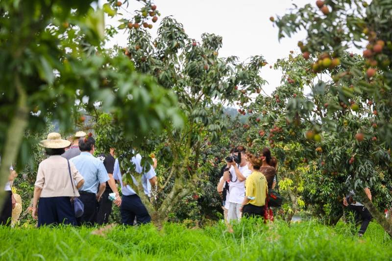 粤东荔枝大县吸引“水果猎人”今年产量预计同比约增两万吨