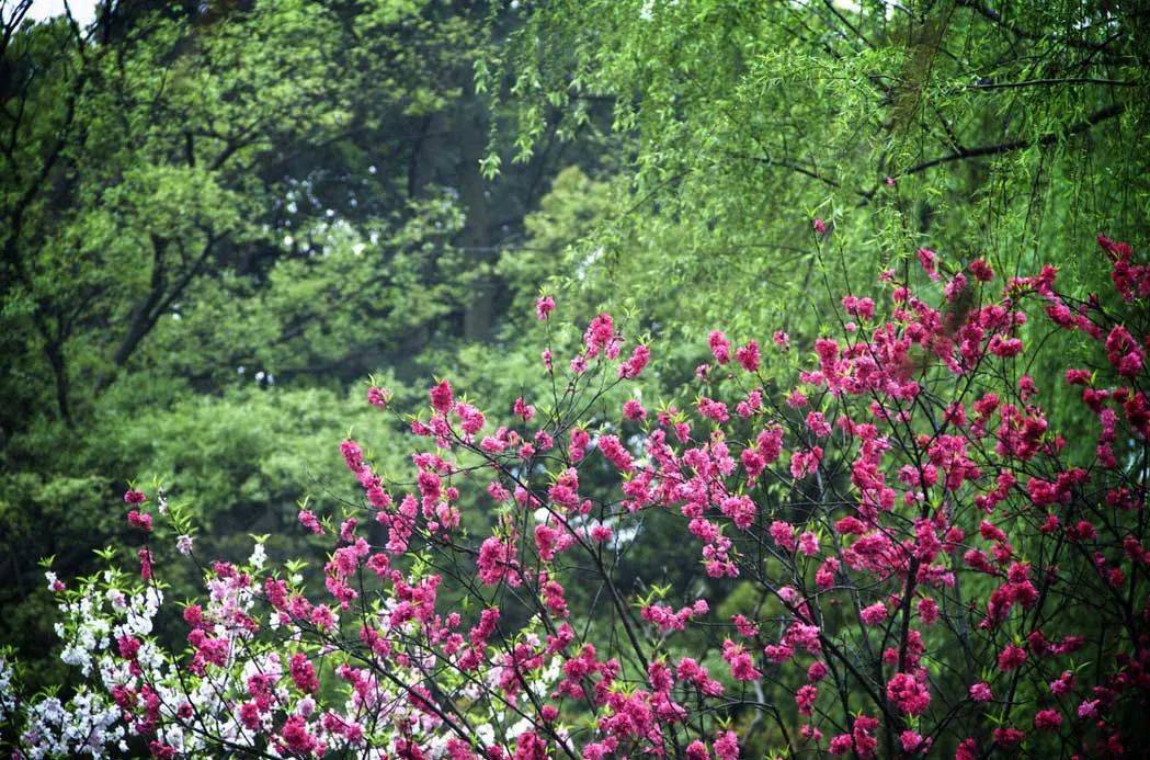 中国八大赏桃花圣地，花开遍野，沾上春天的香气