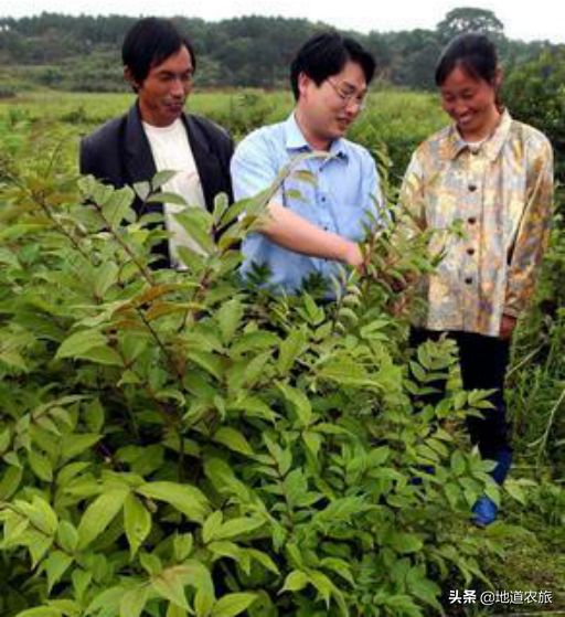 “广抓药”的“药都”江西樟树，打造中草药千亿产业链