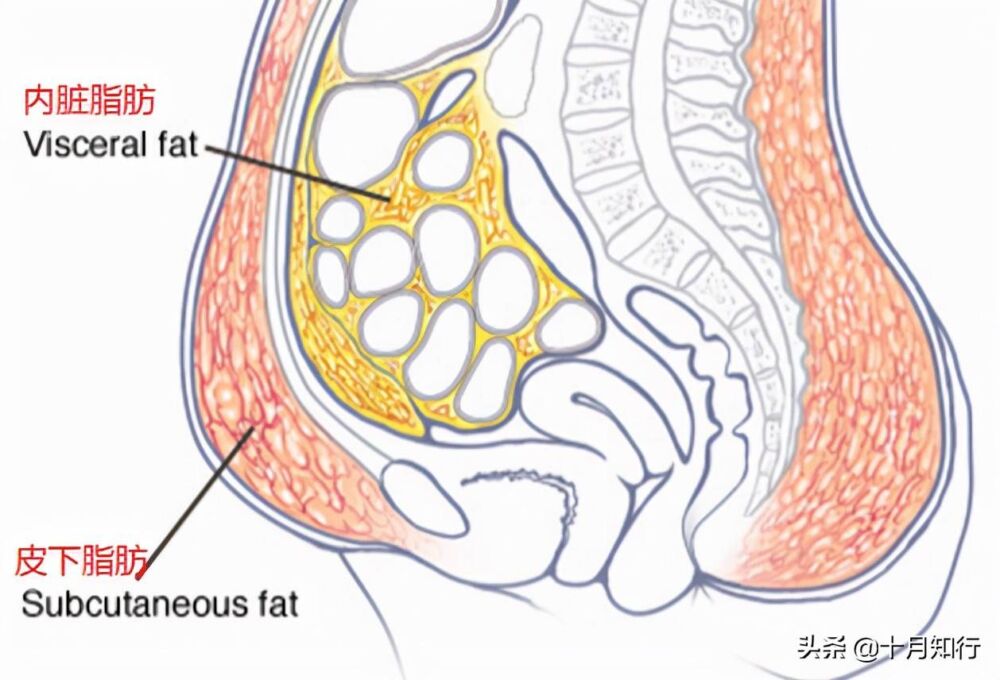如何减掉腹部脂肪，让腹部平坦？不是练腹就可以，3个建议供参考