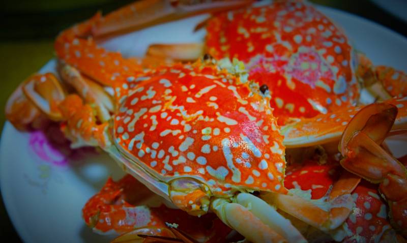 广东游记：在湛江遂溪的这个小镇旅行7天，吃到10种特别的海鲜