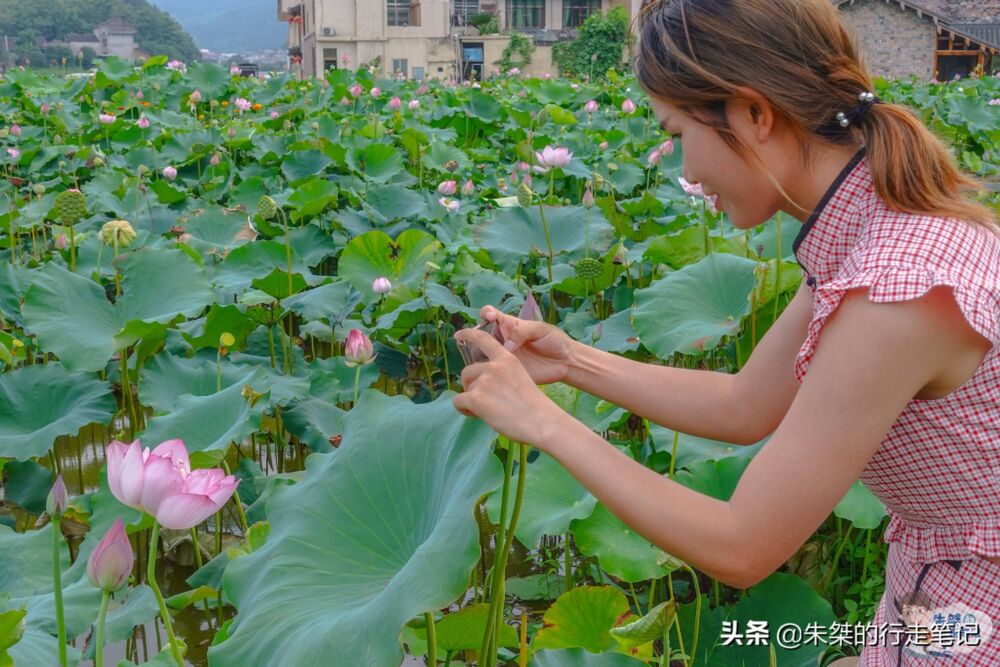 浙江十大赏荷胜地之一，面积近百亩坐落在廊桥之乡，错过再等一年