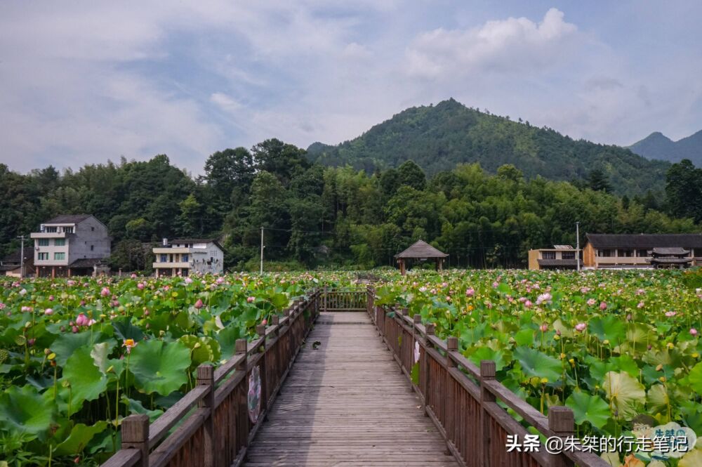 浙江十大赏荷胜地之一，面积近百亩坐落在廊桥之乡，错过再等一年