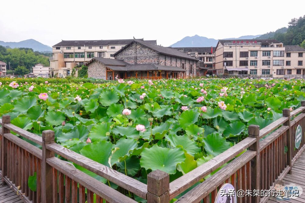 浙江十大赏荷胜地之一，面积近百亩坐落在廊桥之乡，错过再等一年