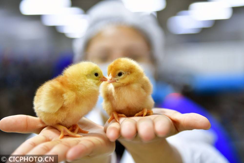 河北邯郸：小雏鸡孵化出大市场