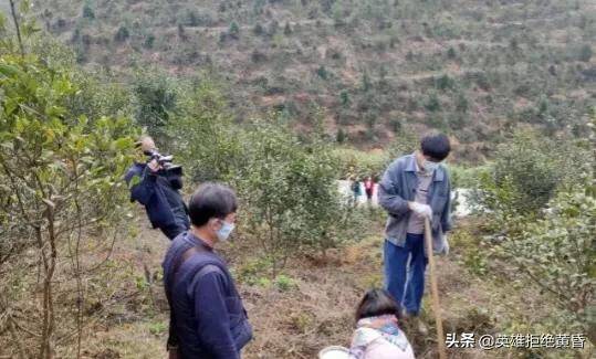 凌峰油茶产业助力秀水乡村振兴