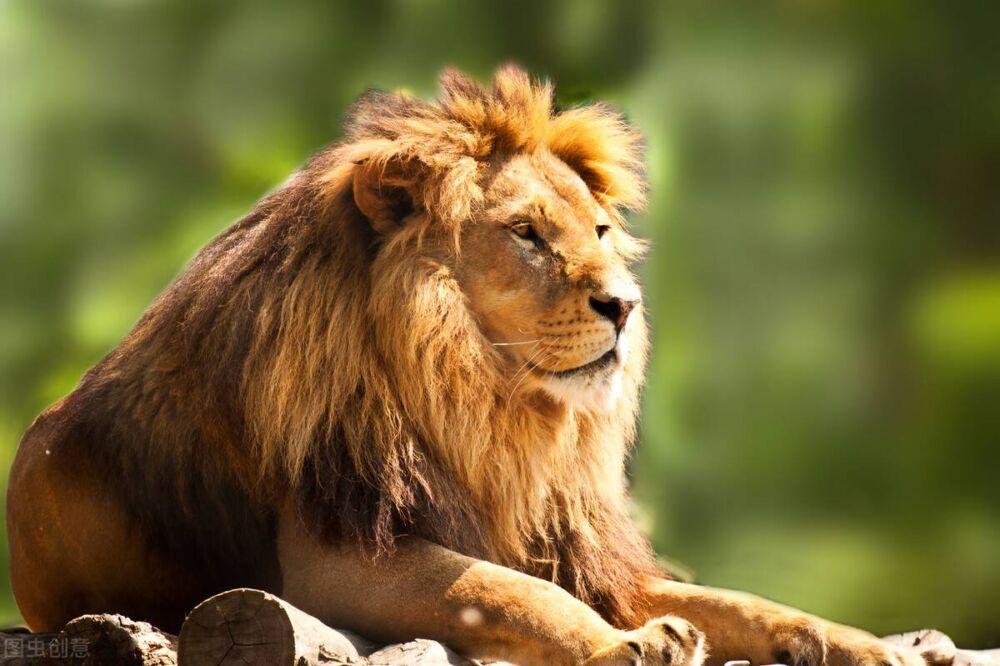 盘点14个狮子亚种，现存仅剩7种，巴巴里狮在野外已经灭绝