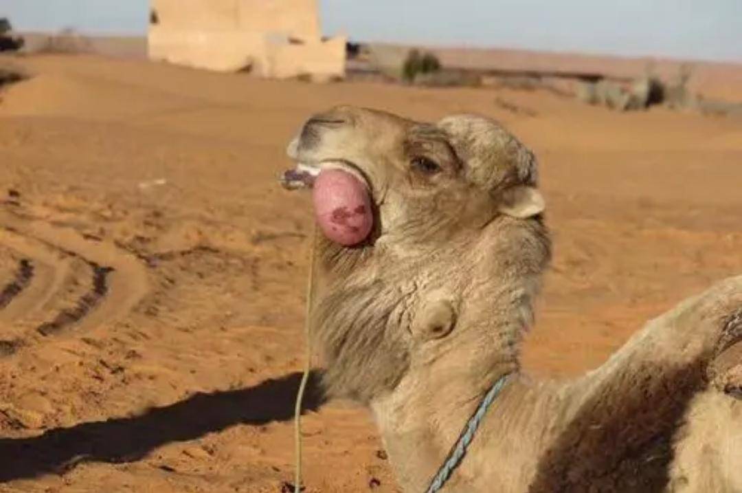 骆驼从嘴里吐出来的粉红色肉球是什么？有什么用？