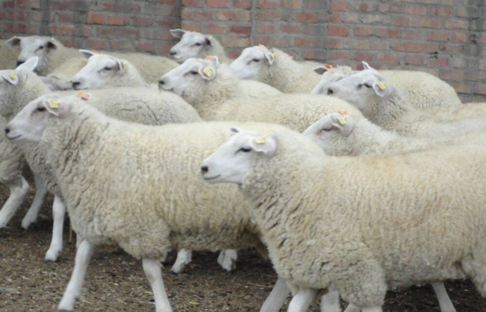 现代养羊180问（第16问）小尾寒羊的品种特性如何？