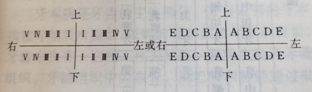 口腔内有多少颗牙齿？它们是如何命名的？