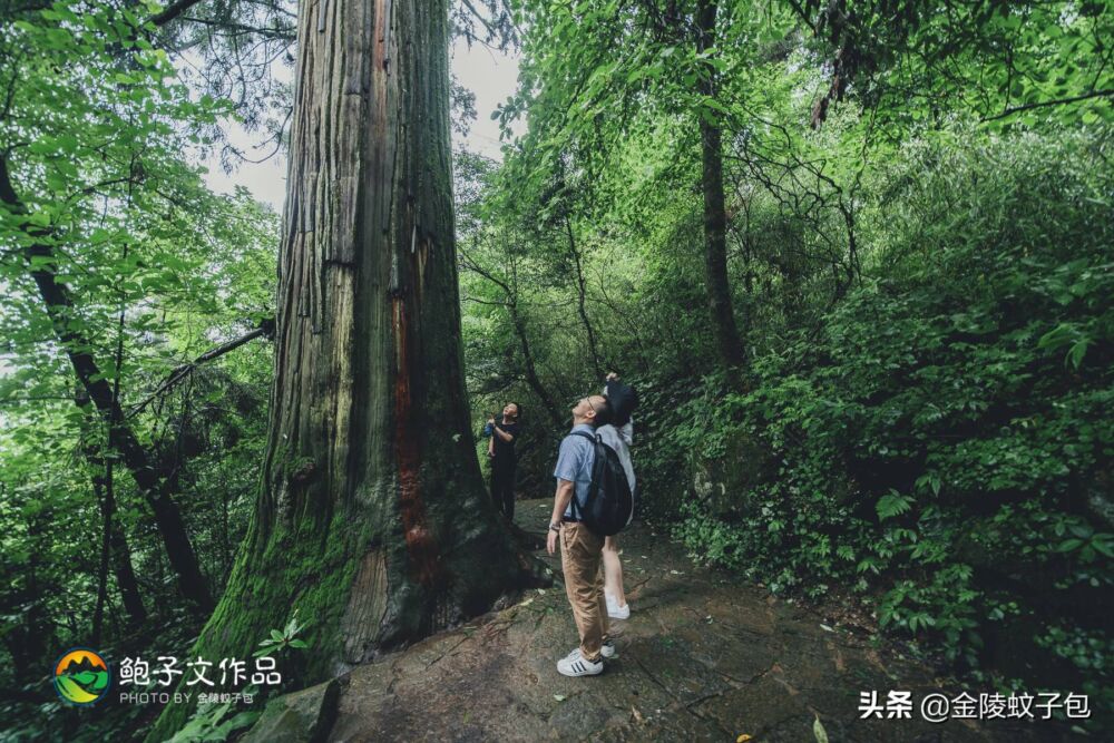 避暑圣地天目山，不但古木参天，还有12000岁的五世同堂古银杏