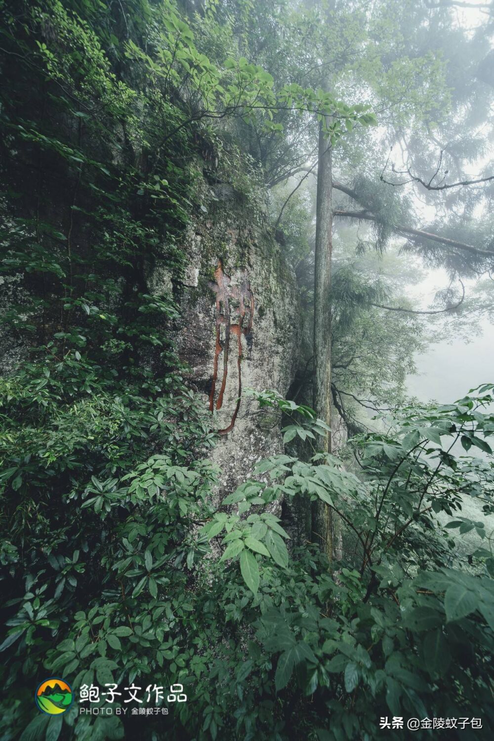 避暑圣地天目山，不但古木参天，还有12000岁的五世同堂古银杏