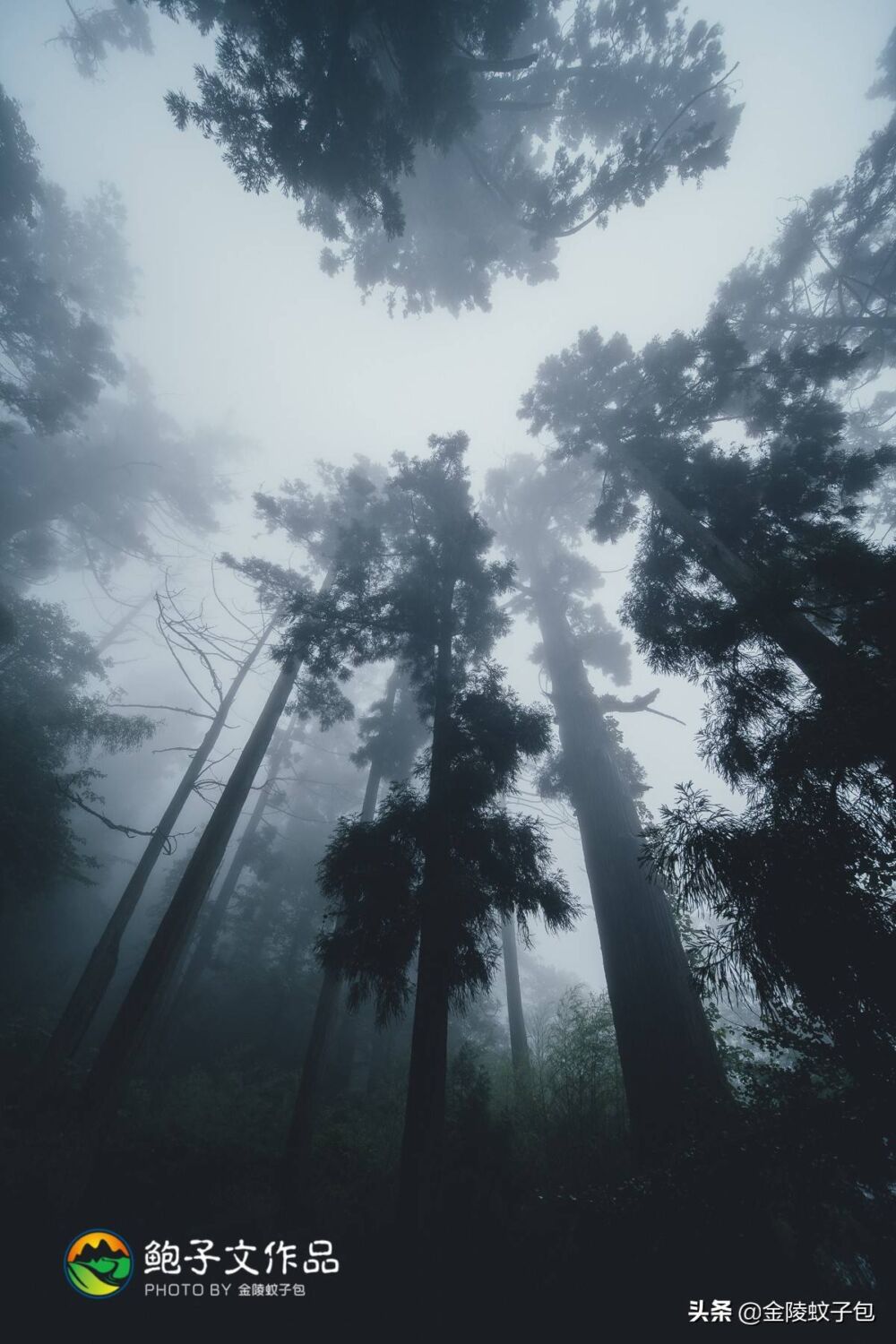 避暑圣地天目山，不但古木参天，还有12000岁的五世同堂古银杏