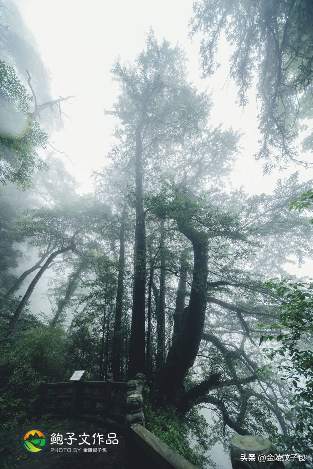 避暑圣地天目山，不但古木参天，还有12000岁的五世同堂古银杏