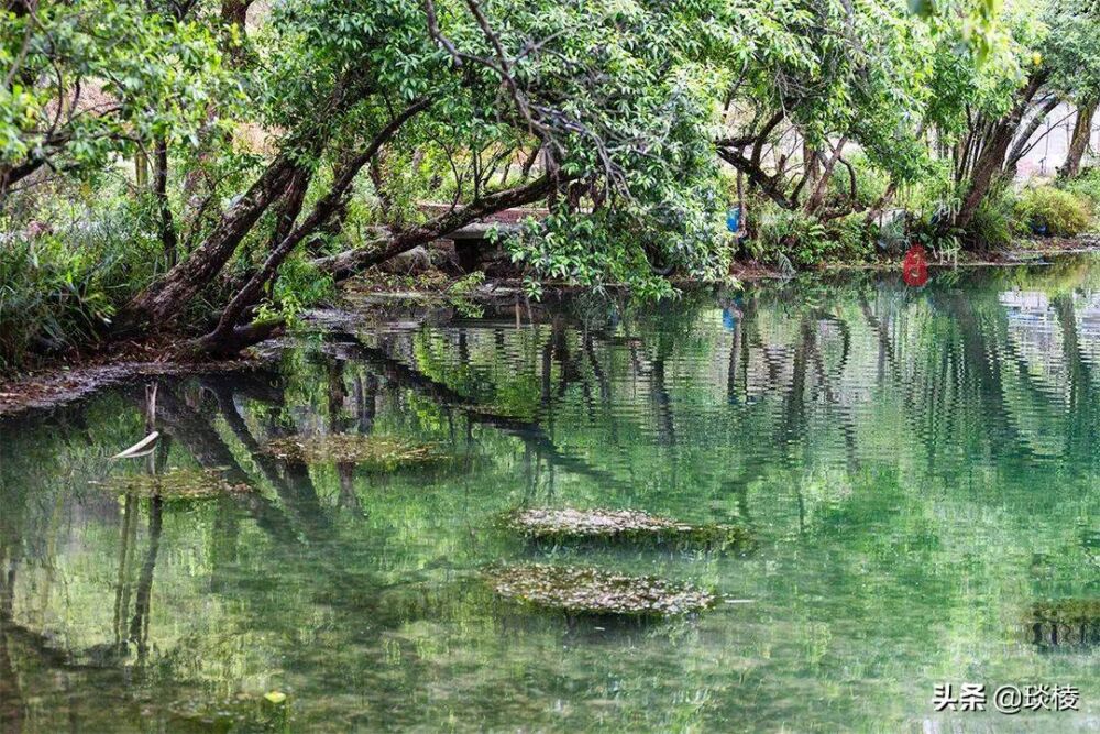 广西有个神秘“蓝洞”，专业潜水队竟然在50米水底发现百年榕树