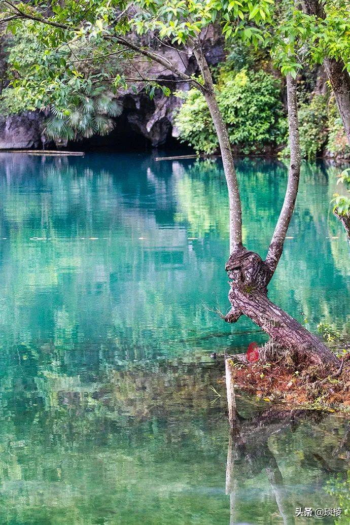 广西有个神秘“蓝洞”，专业潜水队竟然在50米水底发现百年榕树