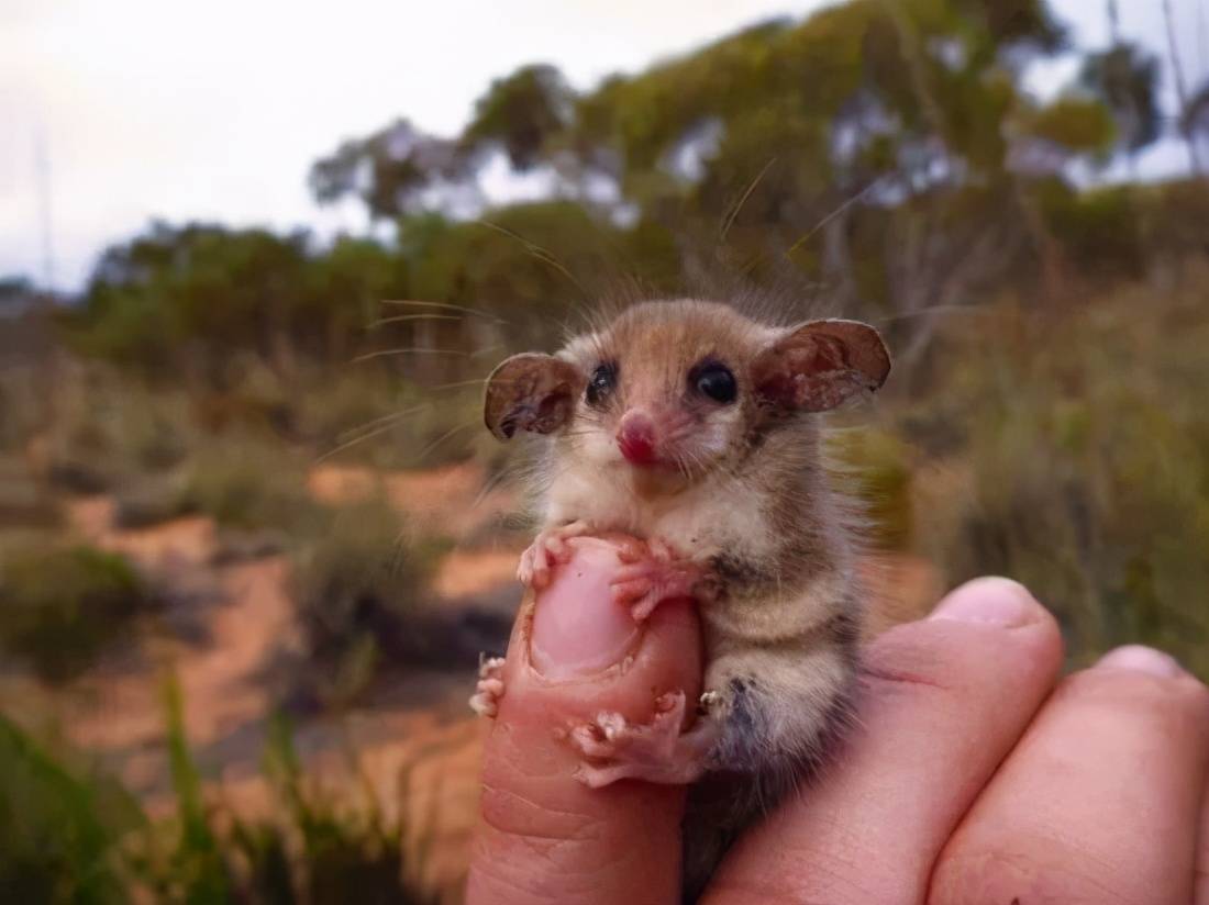 澳大利亚有哪些独具特色的动物？