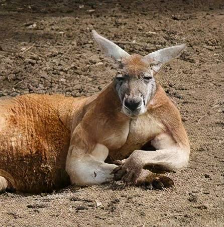 澳大利亚有哪些独具特色的动物？
