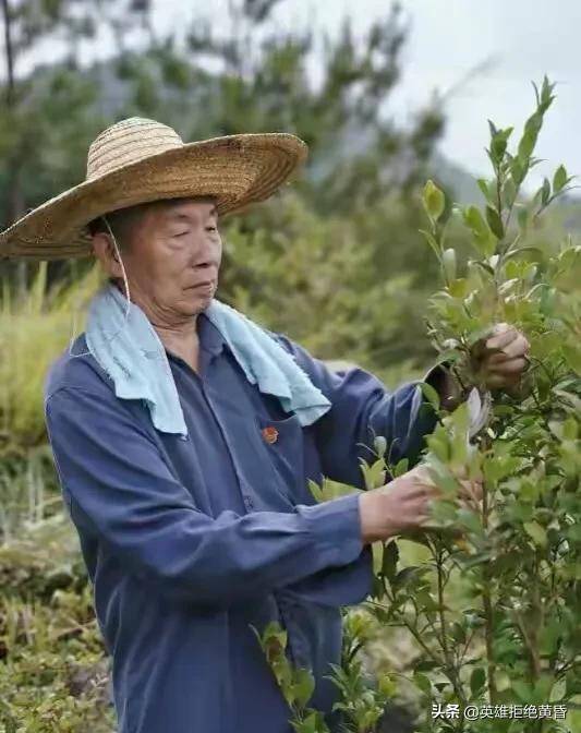 凌峰油茶产业助力秀水乡村振兴