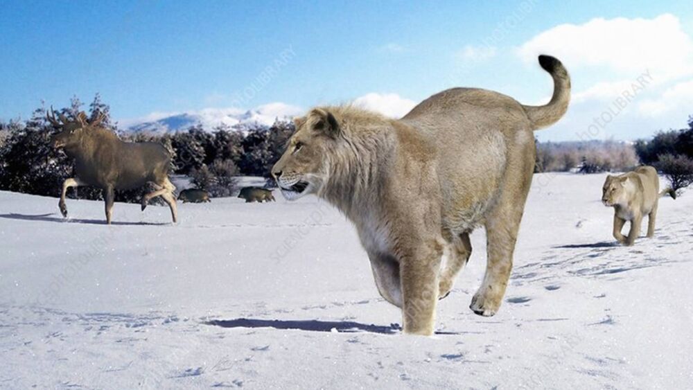 盘点14个狮子亚种，现存仅剩7种，巴巴里狮在野外已经灭绝