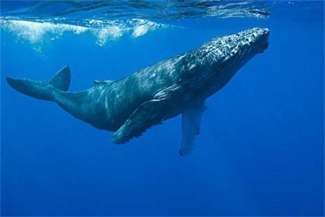 “龙涎香”只是鲸鱼粪便，为何会有独特的香气，还卖得比黄金贵？