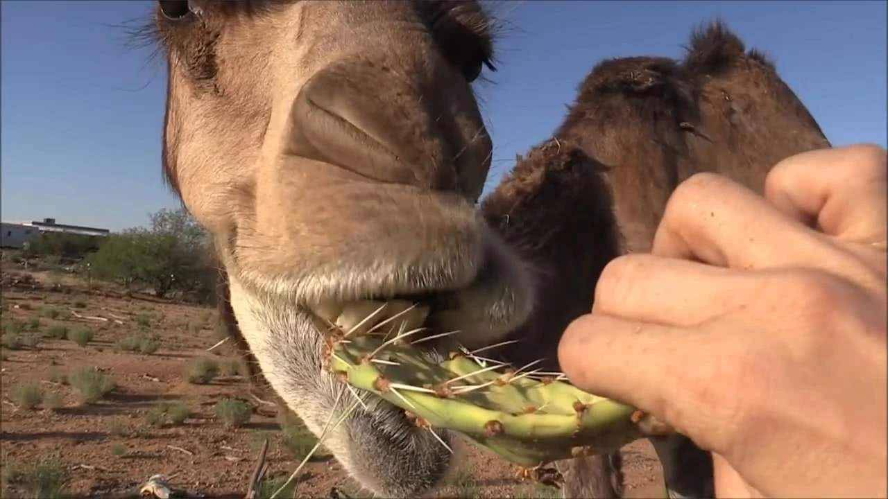 骆驼从嘴里吐出来的粉红色肉球是什么？有什么用？