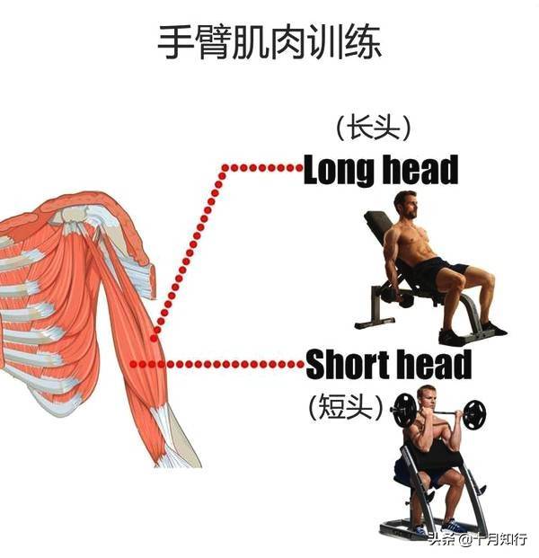 手臂训练，了解手臂肌肉结构及相关动作，才能有效突破臂围