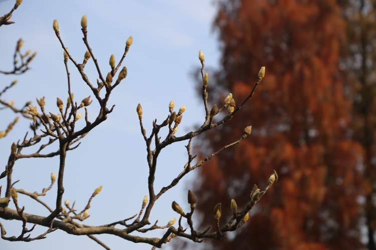 12月的蜡梅开了，2月的白玉兰花苞鼓了…大雪节气还没冷，上海今冬明春的花大概要“乱出牌”
