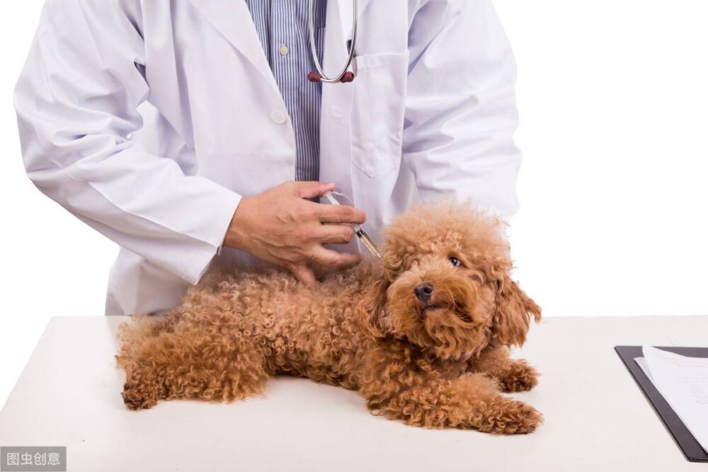 狗狗狂犬疫苗多久打一次？犬瘟又是什么原因引起的呢？干货来啦