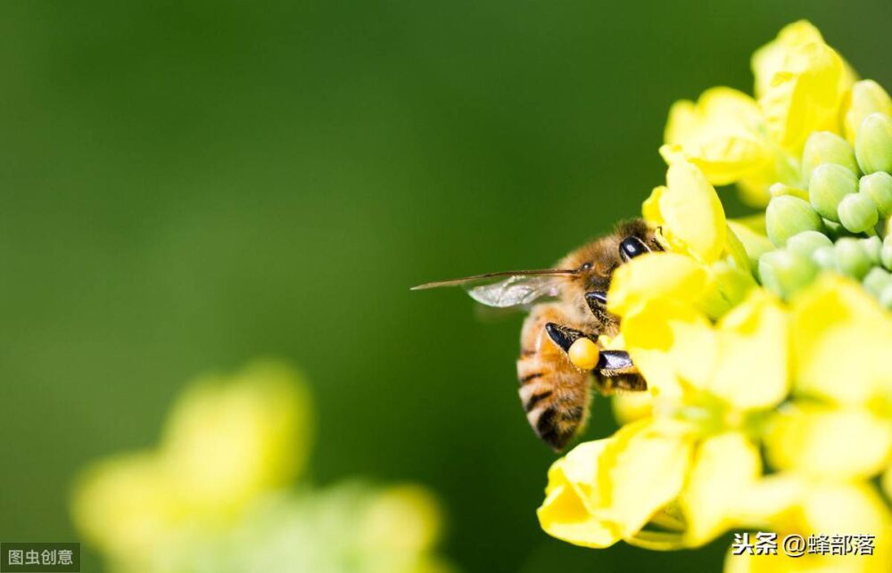 土蜂的寿命有多长？如何防治巢虫？养蜂人告诉你答案