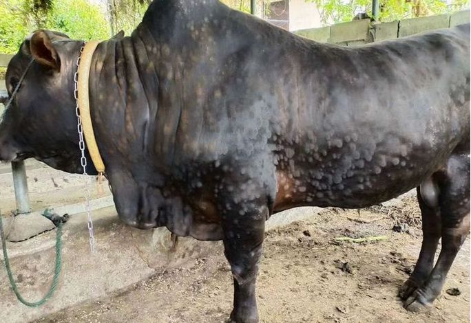 牛结节高发期，家养有怀孕母牛的老铁们必须要做好预防