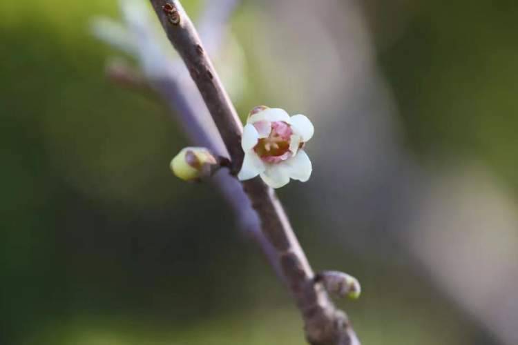 12月的蜡梅开了，2月的白玉兰花苞鼓了…大雪节气还没冷，上海今冬明春的花大概要“乱出牌”