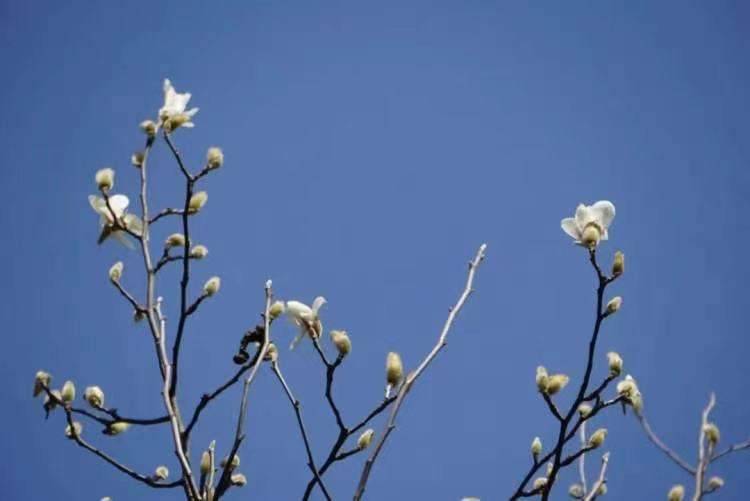 12月的蜡梅开了，2月的白玉兰花苞鼓了…大雪节气还没冷，上海今冬明春的花大概要“乱出牌”