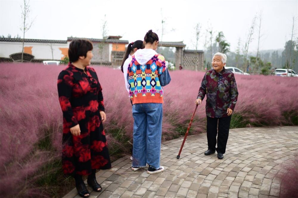 河南一村庄现大片网红粉黛草，不但年轻人喜欢，连老年人也来拍照