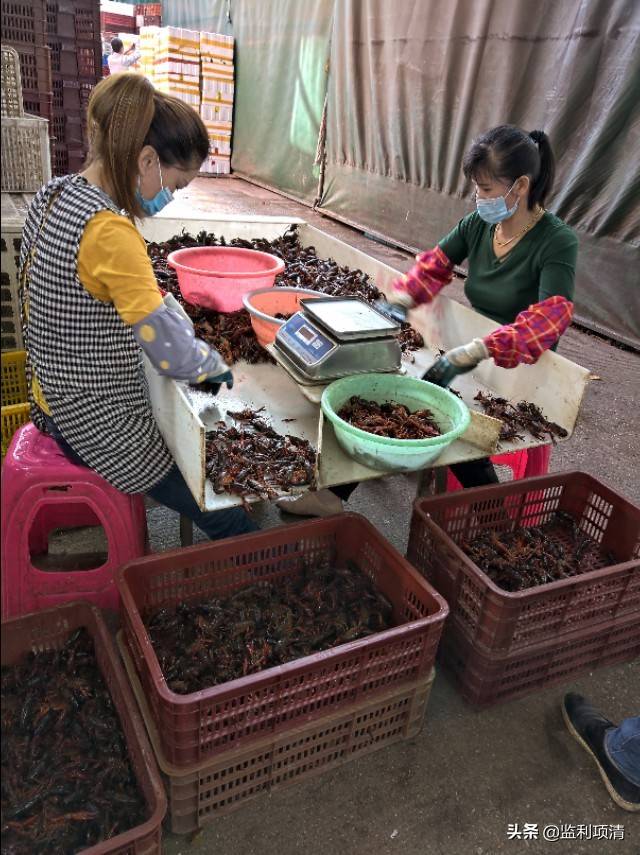 你想知道收购5000斤小龙虾从监利拉到武汉，可以赚多少钱吗？