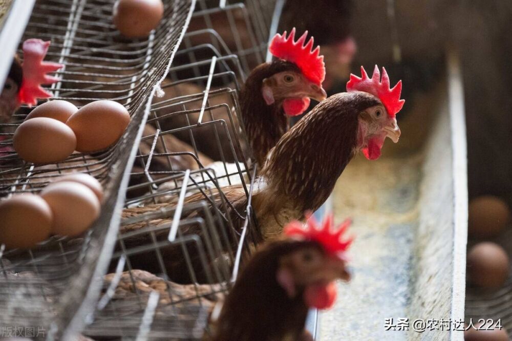 鸡吃什么下蛋多？