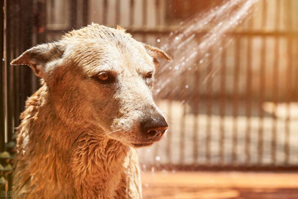 狗狗洗澡讲究多，多久洗一次澡才最合适呢？
