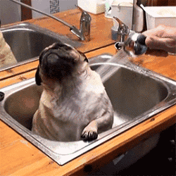 你家的狗狗多久洗一次澡