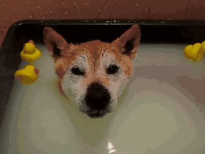 你家的狗狗多久洗一次澡