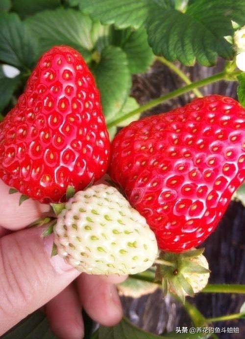 手把手教你在家种草莓，8天发芽，3个月花多数不清，草莓摘不停
