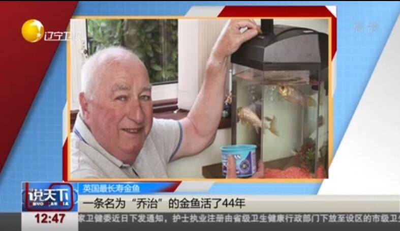 英国最长寿金鱼：一条名为“乔治”的金鱼活了44年