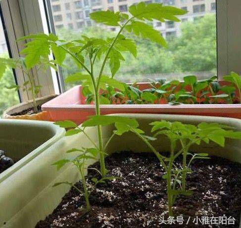 家里种西红柿，不用播种等发芽，一个小技巧，种下去二十天就结果了！